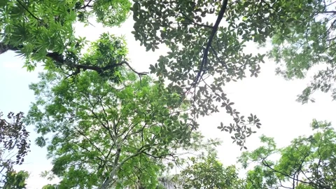 Bottom up view of tree branch with green leaves against sky background Stock Footage 289045241