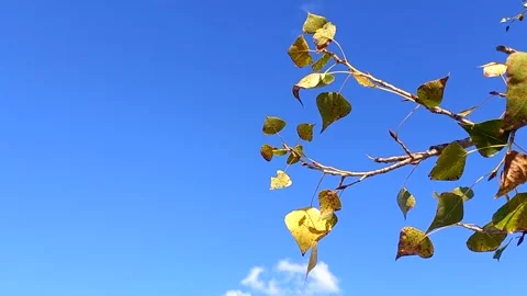 Bottom view of a tree branch with yellow leaves against a blue sky. Stock Footage 255805701