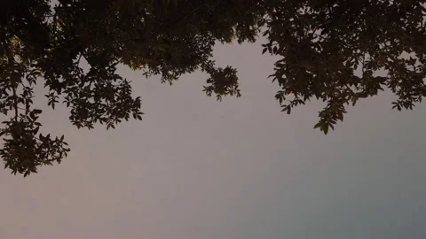 Bottom view of tree branches and clouds Video stock 200538158