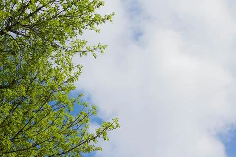 Bottom view of tree branches and blue sky and Cumulus clouds Stock Photos