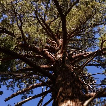 Bottom view of tree branches of pine with long needles against blue summer sk Stock Photos