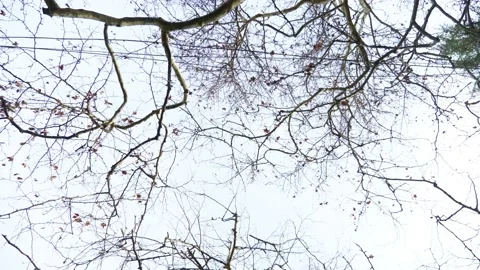 Bottom-up view of tree branches without foliage against a gray sky Video stock 147857032