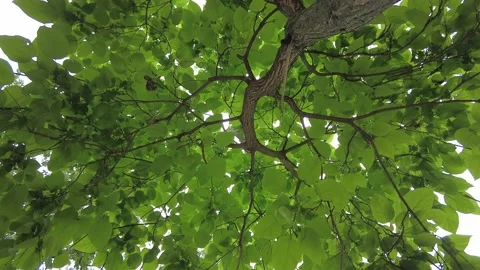 Bottom View to Tree Crown with green Leaves Video stock 201685984