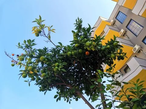 Bottom up view of tree crown with oranges Stock Photos