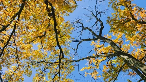 Bottom view of tree crowns and oak branches and leaves against the blue sky. Stock-Footage 321402065