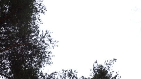 Bottom view of tree crowns at the background of grey autumn cloudy sky. Footage Видео 129981826