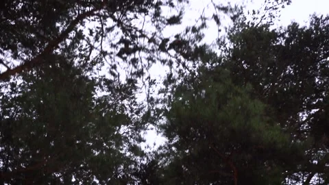 Bottom view of tree crowns at the background of grey autumn cloudy sky. Footage 動画素材 131029522