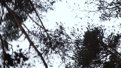 Bottom view of tree crowns at the background of grey autumn cloudy sky. Footage Stock Footage 131029651