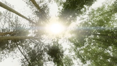Bottom view of the tree crowns in summer forest Stock Footage 91261494