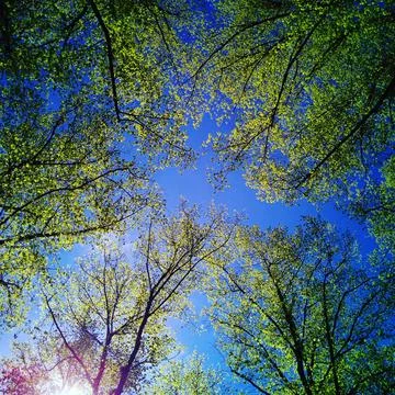 Bottom view of tree crowns in a summer forest 스톡 사진