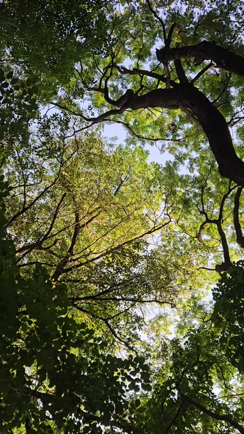 A bottom view of tree foliage in 8K Stock Footage 310721364