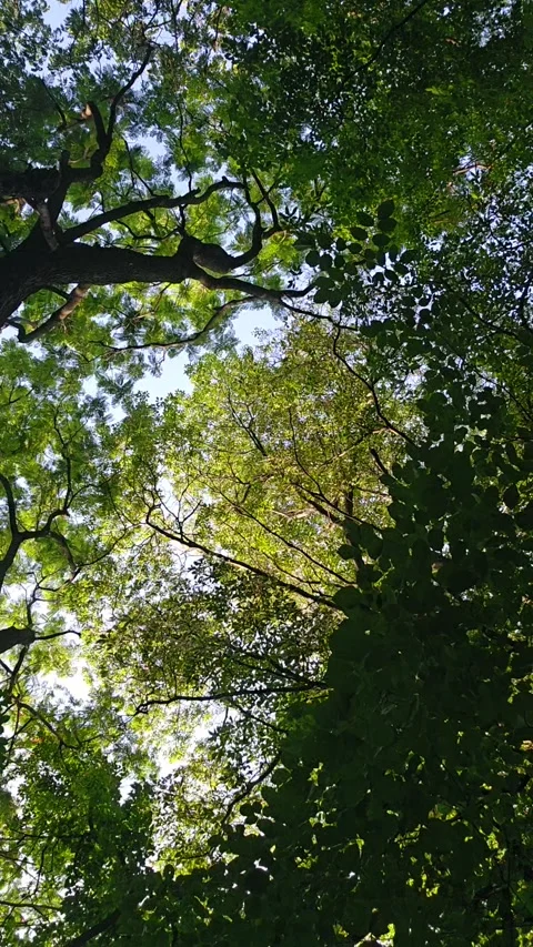 A bottom view of tree foliage Stock Footage 310721361