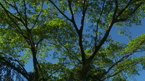 Bottom View of a Tree Stock Footage 29950159