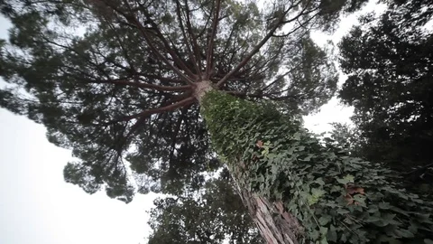 Bottom-up view of the tree Stock Footage 97930597