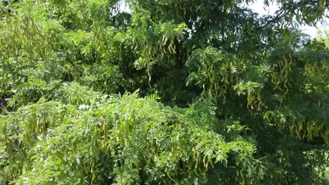 Bottom up view of the tree Stock Footage 159831158