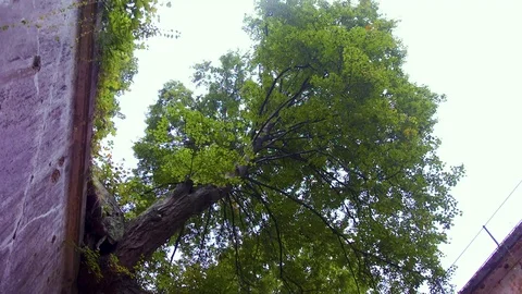 Bottom-up view of the tree from the fortress Stock Footage 126585296