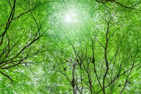 Bottom view of tree with green leaves and branches in tropical forest. Fresh  库存照片