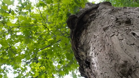 Bottom view to the tree of a huge Plane tree or Platanus in jungle forest. Sun Stock Footage 93500267