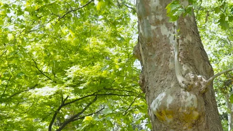 Bottom view to the tree of a huge Plane tree or Platanus in jungle forest. Sun Stock Footage 93500508