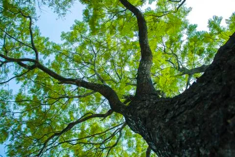 Bottom view of tree in jungle and lighting of morning.forest and environment  Stock Photos