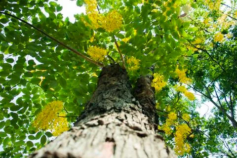 Bottom view of tree in jungle and lighting of morning.forest and environment  Stock Photos