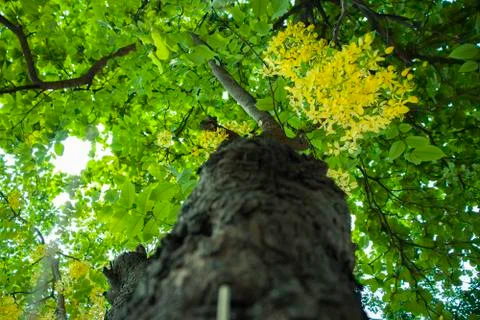 Bottom view of tree in jungle and lighting of morning.forest and environment  Stock Photos