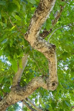 Bottom view of tree in jungle and lighting of morning.forest and environment  Stock Photos