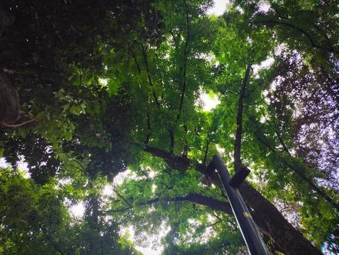 Bottom view of tree leaf Stock Photos