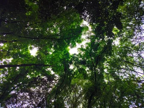 Bottom view of tree leaf Stock Photos