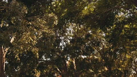 Bottom view of tree leaves where parrots sit in summer sun shines. 스톡 동영상 312631972