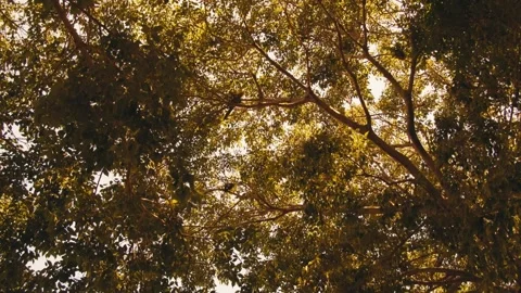 Bottom view of tree leaves where parrots sit in summer sun shines. Stock Footage 312632003