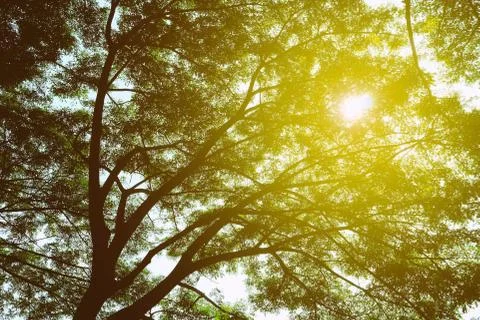 Bottom View of Tree in the Park Background with Sunrise Beam. Foto stock