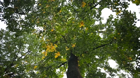 Bottom view of a tree in the park with yellowing leaves Stock Footage 104699745