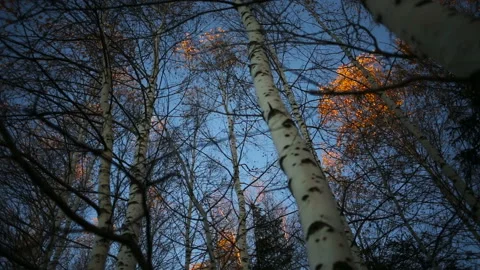 Bottom view of a tree in the park with yellowing leaves Stock Footage 104701042