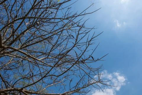 Bottom view of tree. Stock Photos