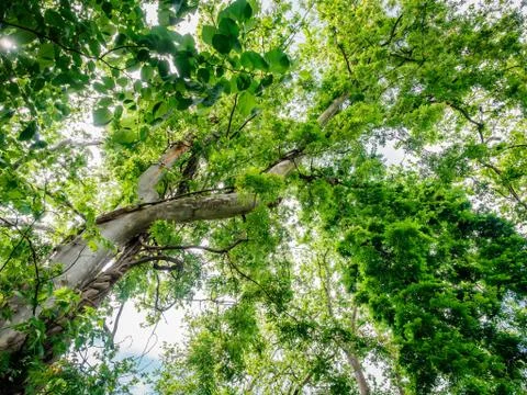 Bottom view to the tree top of a huge Plane tree or Platanus in jungle forest Stock Photos