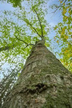 Bottom view to the tree top of a huge Plane tree or Platanus in jungle forest Stock Photos