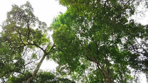 Bottom view to the tree top under bright sunny day Stock Footage 114816555