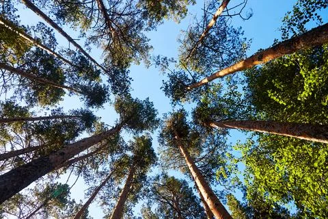 Bottom view of the tree tops against the blue sky Foto stock