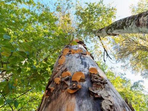 Bottom up view of a tree trunk with fallen bark and mushrooms growing on it Stock Photos