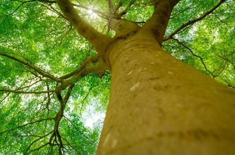 Bottom view of tree trunk to green leaves of big tree in tropical forest with Stock-Fotos