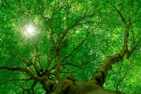 Bottom view of tree trunk to green leaves of big tree in tropical forest with 库存照片