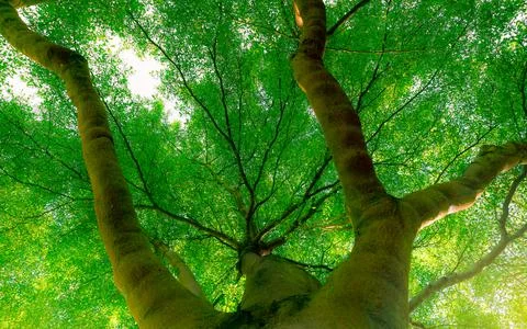 Bottom view of tree trunk to green leaves of big tree in forest with sunlight 스톡 사진