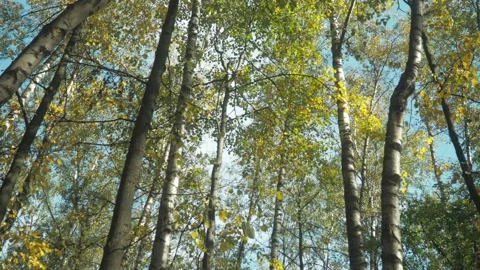 Bottom-up view of tree trunks and birch trees. rustling autumn leaves. Stock Footage