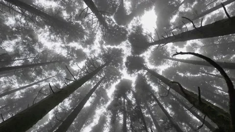 Bottom up view of tree trunks in foggy forest, Sao Miguel Island, Azores. Walk Stock Footage 169145650