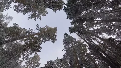 Bottom view of tree trunks in motion Stock Footage 100763924