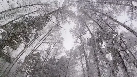 Bottom view of tree trunks in motion Stock Footage 100764004