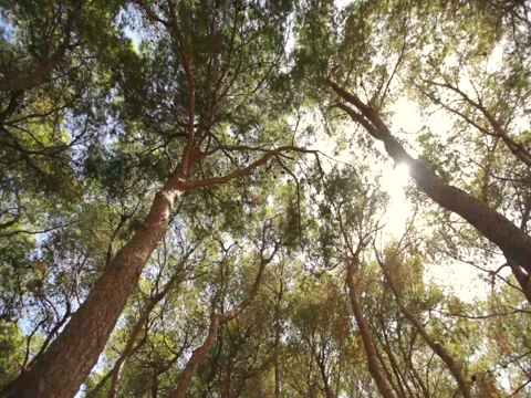 Bottom view of the trees against the blue sky with the sun. Stock Footage 85103355