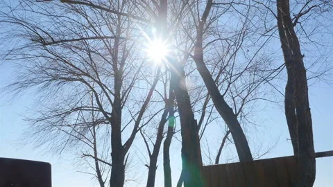 Bottom view of trees against the blue sky. Bright sun shines in the camera lens Stock Footage 126926705