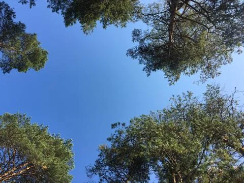 Bottom view at trees and clear blue sky in the summer day Stock Photos